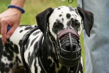 A Controversy over Putting Mouth-muzzle on a Large Dog