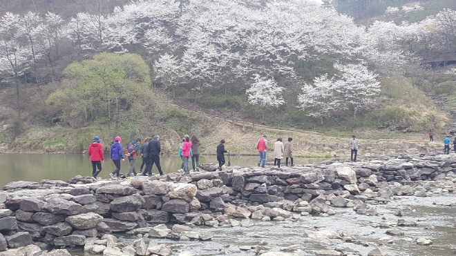 Cherry Blossoms Provide Scenic Backdrop for 1,000-year-old Bridge