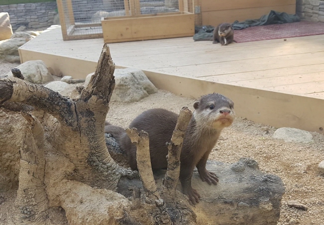 Outdoor Exhibition of Baby Otters at Danuri Aquarium