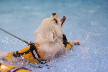 Gwangju to Host International Swimming Championship for Dogs