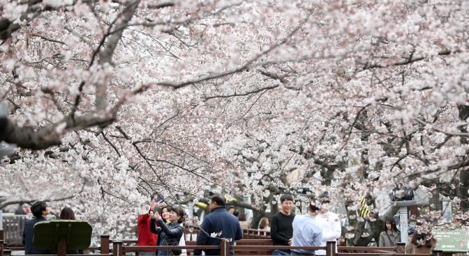 S. Korea’s Largest Cherry Blossom Festival Kicks Off on April 1st