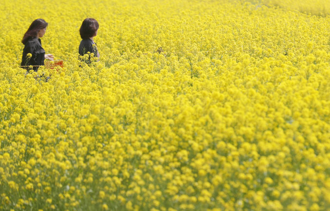 Busan Hosts Nakdong River Yuchae Flower Festival