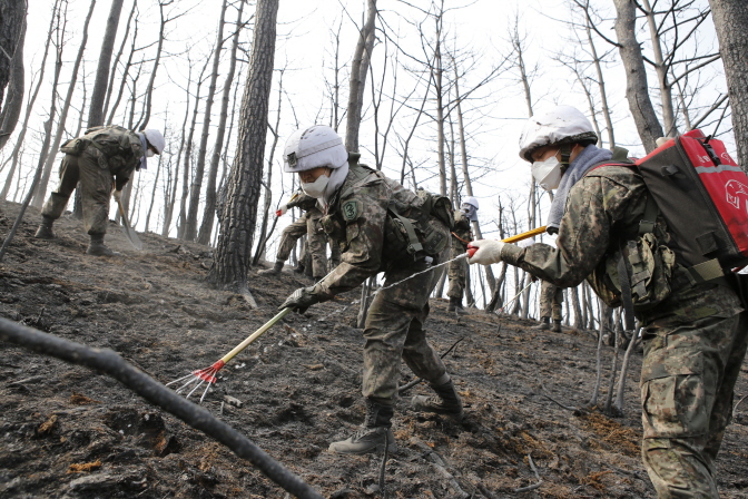 Utility Company Uses Charred Trees as Eco-friendly Fuel