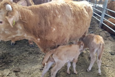 Twin Calves Born Safely During Massive Fire Offer Comfort Amidst Destruction