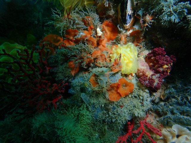 Based on silk protein from sea anemones, a new substance was created by mimicking proteins of similar properties to silk in the sea anemone. (image: National Marine Biodiversity Institute of Korea)
