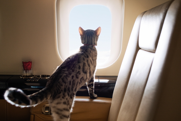 VistaJet Launches Global Pet Travel Program as it Sees a 104 pct Increase in Animals Flying