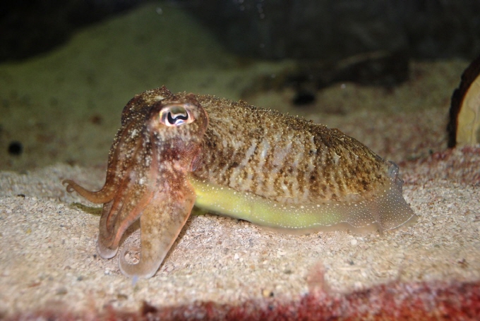 The amount of cuttlefish caught in South Korea annually, which came to roughly 60,000 tons in mid-1980s, dropped to below 5,000 tons in 2017. (image: Public Domain)