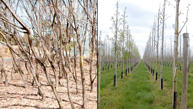 Why are Trees in Paris Healthier than in Seoul?