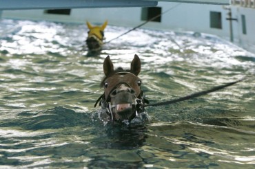 Race Horses Begin Intensive Training to Overcome Spring Fever