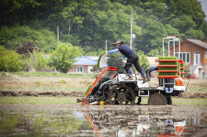 The autonomous rice transplanter follows the seedbed and plants rice seedlings on its own. (image: SK Telecom Co.)