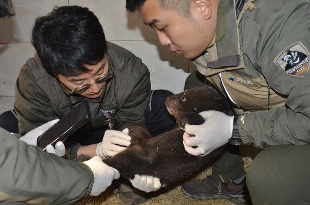 Artificial Insemination Boosts Genetic Diversity of Asiatic Black Bears