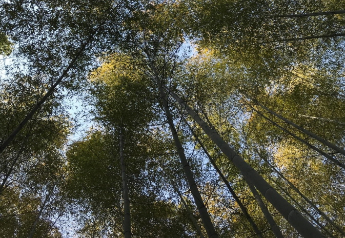 Phytoncide Levels in Bamboo Forests Seven Times Higher than in Urban Areas