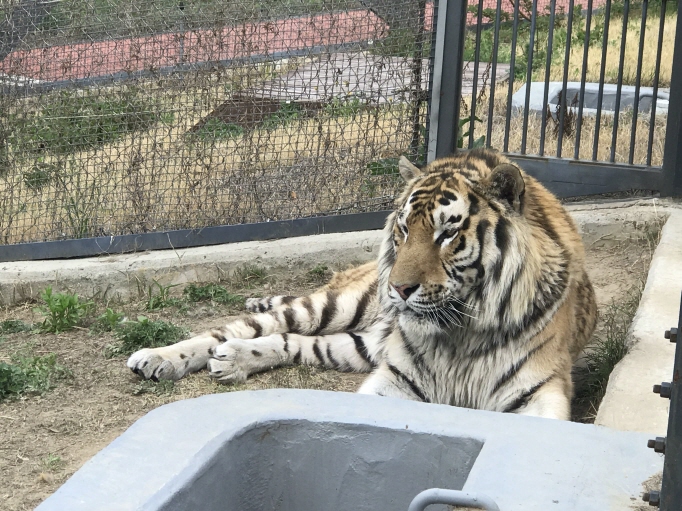 National Arboretum Welcomes New Siberian Tigers