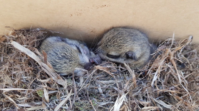 Flying Squirrel Discovered in Communications Equipment Recovering in Busan