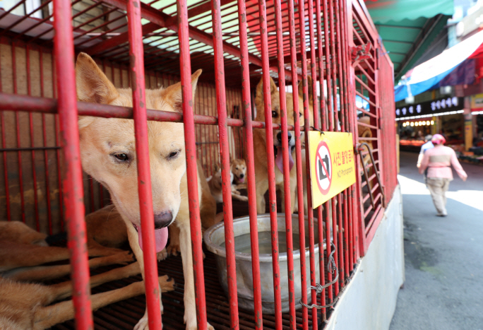 Seoul City Shuts Down All Remaining Dog Slaughterhouses