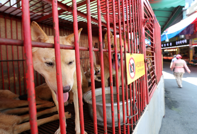 Dog Meat Market Disappears into History Amid Concerns over Animal Abuse