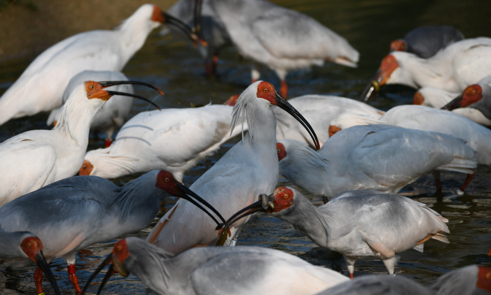 Crested Ibises Return to Wild in S. Korea 40 Years After Going Extinct
