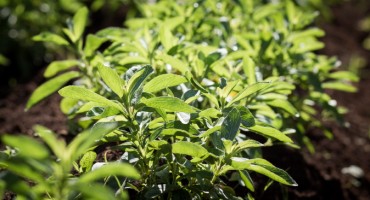 Stevia Use in Food and Beverages Accelerated Significantly in 2018