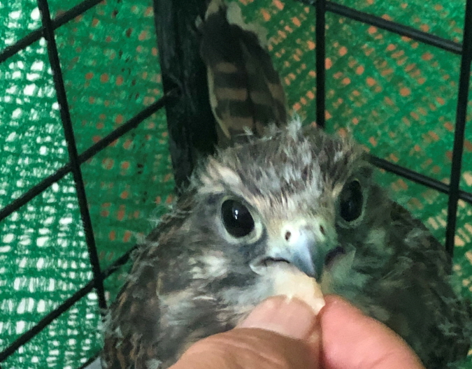 Kestrel Walks into Police Station, Rescued by Bird Protection Agency