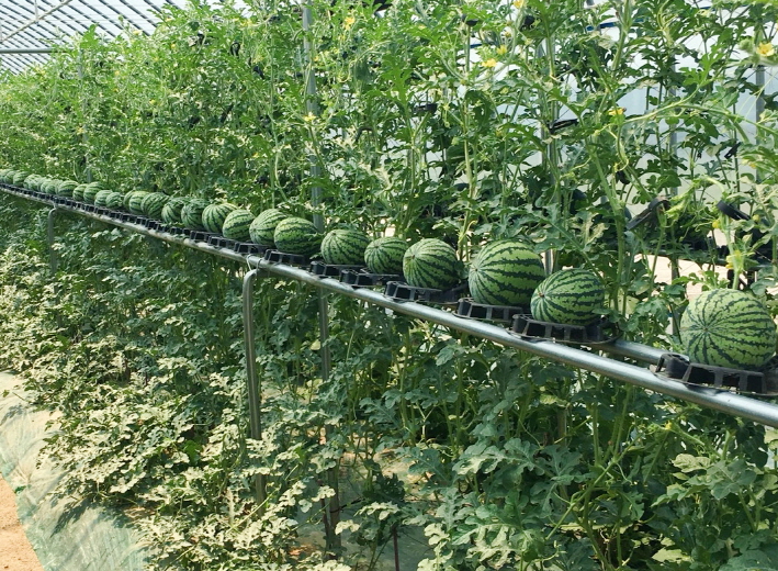 CBARES has started researching 'vertical cultivation' technology that allows watermelons to run from 1 meter above ground after establishing 'I-shaped' ground stocks and planting seedlings every 20 centimeters. (image: Chungcheongbuk-do Agricultural Research & Extension Service)