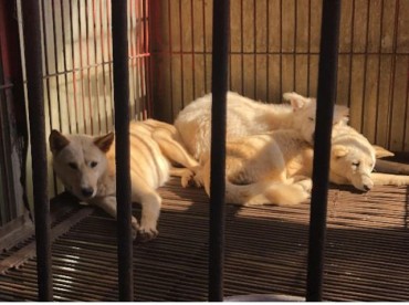 Gupo Dog Meat Market Shuts Down Early, Giving 53 Dogs a New Lease on Life