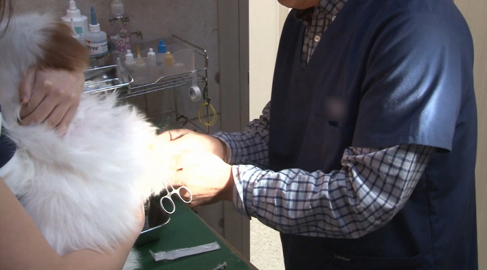 Once the laws are amended, veterinary clinics will be obligated to inform visitors on the designated treatment plans via booklets or hospital websites. (Yonhap)