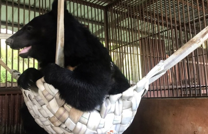 A bear is playing on a hammock. (image: Project Moon Bear)