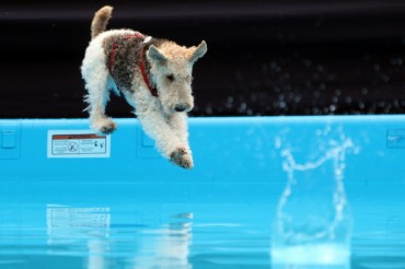 Canine ‘Athletes’ Make Splash at Gwangju Swimming Competition