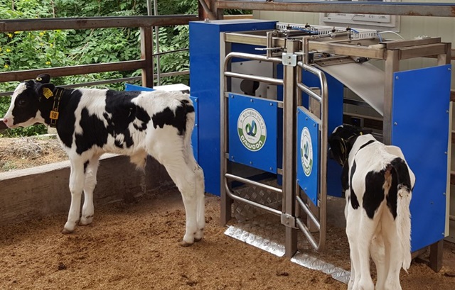 Automated Calf Feeders Popular in Ulsan