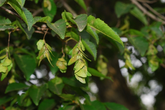 Extract of ‘Gaeseoeonamu’ Tree Good for Protecting Human Cells