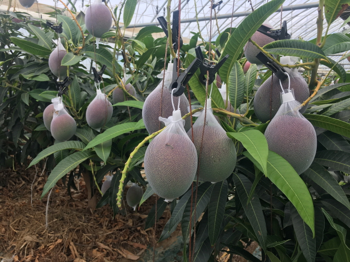 County Uses Waste Heat to Grow Apple Mangoes