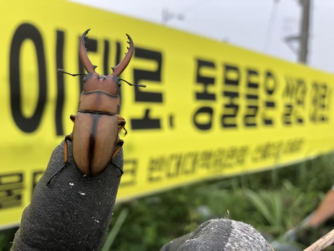 A civic task force opposing the theme park said Wednesday that it found stag beetles while working on repairing banners across the road from its intended business site during the day on Tuesday. (image: Civic Group)
