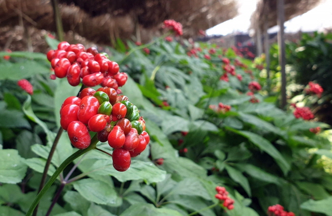 Geumsan Ginseng Ready for Harvest