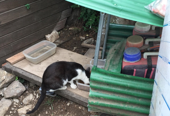 Incheon City officials estimate that there are currently more than 150 cats living on the mountain and its surrounding regions. (image: Incheon’s Gyeyang District)