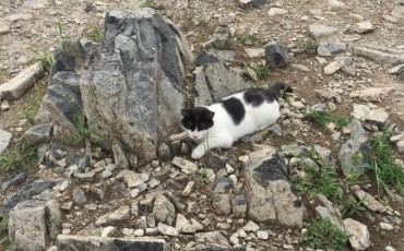 Controversy Sparks over Animal Control as Stray Cat Population on Mt. Gyeyang Soars