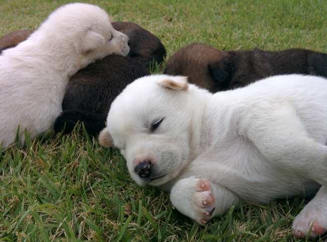 Friendly Pet Owners More Likely to Avoid Depression