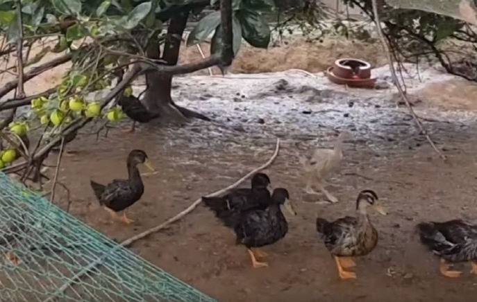 Ducks and Geese Occupy Road in Ulsan After Strong Wind Causes Building Collapse