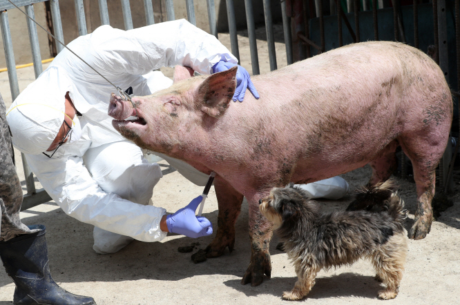 The ministry will conduct clinical observation and scrutiny from June 17 on 49 farms and 617 units at pig-heavy breeding complexes in South Korea. (Yonhap)