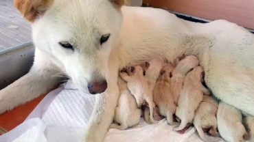 Dog Rescued from Dog Meat Market Gives Birth to 11 Pups