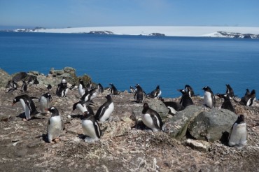 Gov’t Proposes 2nd Specially Protected Area for Penguins in Antarctica