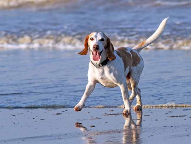Beach resorts across the country do not control pet access due to the lack of restrictions under relevant laws and regulations and the governance of city and county officials. (image: Pixabay)