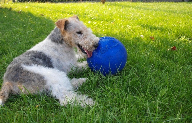 Gov’t to Overhaul Animal Policy Following Fox Terrier Attack