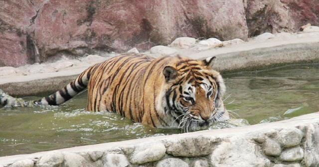 Ice Popsicles Help Animals Survive Scorching Summer Heat