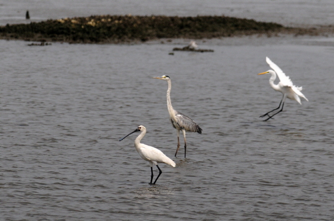 Incheon to Build Special Habitat on Songdo Coast to Protect Endangered Birds
