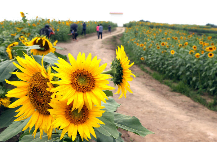 Gangju Sunflower Festival Kicks Off on Saturday