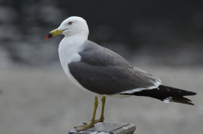 Marine Waste Affects Breeding Environment of Black-tailed Gulls