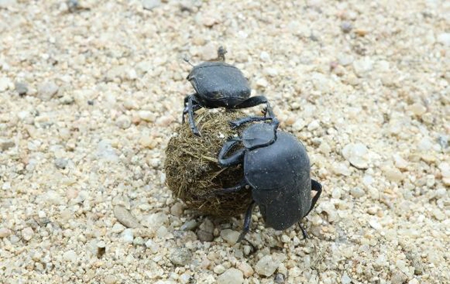Scarabs were common in South Korea until 1970, after which there have been no confirmed sightings. (image: Ministry of Environment)