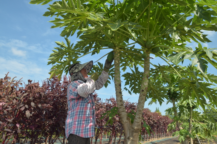 Trial Cultivation of 32 Species of Subtropical Plants in S. Chungcheong Province