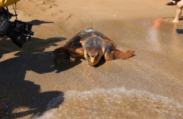 Released Sea Turtles Return to S. Korea After Spending Winter in Warmer Seas