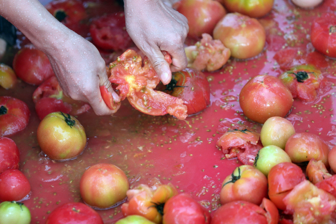 Hunt for Golden Rings Underway at Hwacheon Tomato Festival